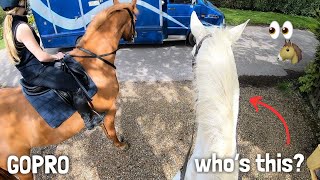 riding a new horse who’s this👀  GO PRO HACK [upl. by Nylitak]