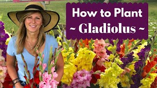 How to Plant Gladiolus Bulbs  Corms  Cranbury Fields Flower Farm [upl. by Vivianna]