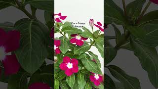 Vinca flower collection plants plantslover youtubeshorts shorts shshortvideo shortsvideo [upl. by Ahsiuqat365]