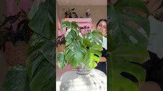 Chopped and propped monstera now what do I do monsteraplant plantcaretips monsteraalbo [upl. by Lamiv844]