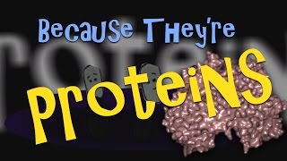 The Protein Song  Theo the Tiny Bug [upl. by Bisset55]