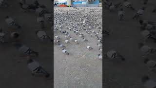 Kabooter hi kabooters by NA pigeons makkah feeding fyp fypage fypシ゚viral shorts shortsviral [upl. by Zantos]