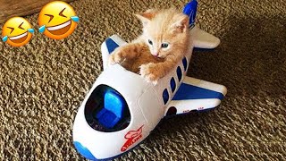 You Need a Cat for Daily Laughs 😂 Funny Animal Videos 2024 😂 [upl. by Etiuqal]