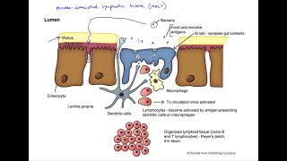 Mucosa associated lymphatic tissue [upl. by Yoshi]