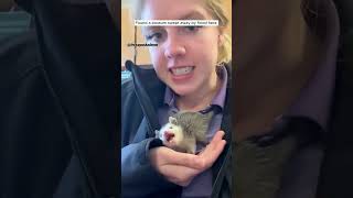 Rescue possum babyanimals animals babyanimal save rescue [upl. by Nomla]