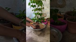 China dollradermachera indoor or outdoor plant shorts youtubeshorts [upl. by Aynotahs]