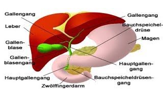 Heilkräuter für die Pflege der Bauchspeicheldrüse [upl. by Hilaire]