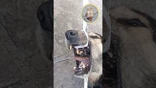 Rescue a Stray Dog with Bone stuck in the Mouth Bonestuck [upl. by Colette]