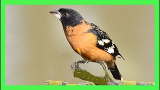 Blackheaded Grosbeak Song Call Singing  Picogrueso Pechicafé Canto  Pheucticus Melanocephalus [upl. by Mindi]