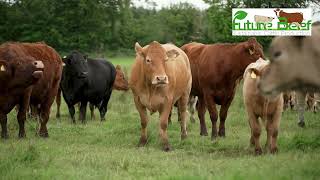 You are invited to attend a FutureBeef Walk on Shane Keaveneys farm Co Roscommon Sept 11th 6pm [upl. by Ahselyt727]