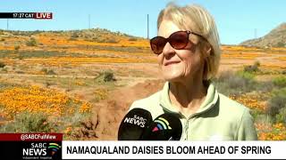 Namaqualand daisies bloom ahead of spring [upl. by Elianore630]