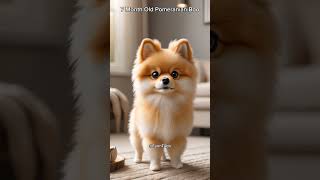 POMERANİAN BOO GROWTH STAGES🐶 dog doglover animals cute cat [upl. by Noiemad]