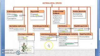 Pharmacology 899 a Anti Malarial Drugs Classification Chloroquine Primaquine Treatment Quinine [upl. by Einor]