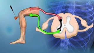 Bewegungssystem Reflexe  Trailer Schulfilm Biologie [upl. by Fellows133]