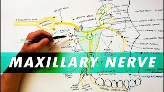 Trigeminal Nerve Anatomy  The Maxillary nerve [upl. by Anaila]