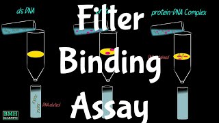 Filter Binding Assay  Non Specific amp Specific Binding [upl. by Dnalevelc]