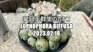 翠冠玉群生のカキコ Lophophora diffusa 2023 02 18 [upl. by Wynn417]