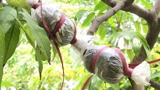 Home gardening easy method air layeringairlayering grafting method best for home gardening viral [upl. by Curt]