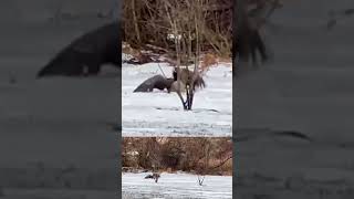 Fox Grabs A Canada Goose natureismetal keepnaturemetal fox goose [upl. by Irrot302]