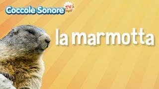 La Marmotta  Documentari per bambini di Coccole Sonore [upl. by Diane]