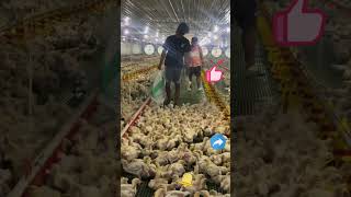 Chicken farm disinfection process [upl. by Eerahc]