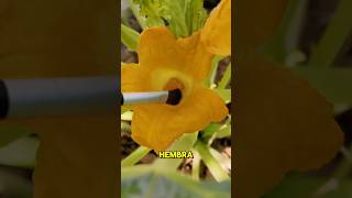 Como Polinizar Calabazas Manualmente 🌿shorts short shortvideo shortsvideo shortsfeed [upl. by Ha]