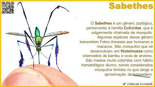 ✔ Criaturas Incríveis®  Mosquito Sabethes [upl. by Bebe104]