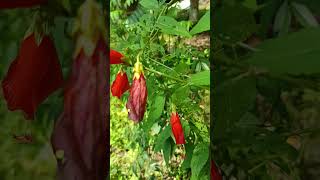 Malvaviscus arboreus is a species of flowering plant in the hibiscus family Malvaceae [upl. by Raab]