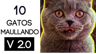 10 gatos maullando mucho y fuertePara molestar a tu gato o perro HD Sound Effect V 20 [upl. by Eddina]