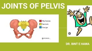 PELVIC JOINTS AND CLINICALS  GROSS ANATOMY ENDOCRINOLOGY MODULE [upl. by Ardnaid]