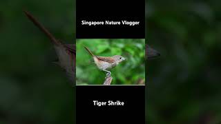 🐦 Tiger Shrike at Panti Bird Sanctuary in Malaysia [upl. by Anegal474]