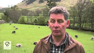 Lake District Farmers Herdwick Lamb film [upl. by Derte]