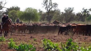 Ganadería y deforestación visión de productores en Santiago del Estero [upl. by Tsugua]