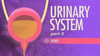 Urinary System Part 2 Crash Course Anatomy amp Physiology 39 [upl. by Ahiel]