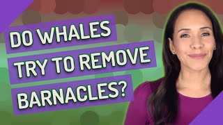 Do whales try to remove barnacles [upl. by Glynda]