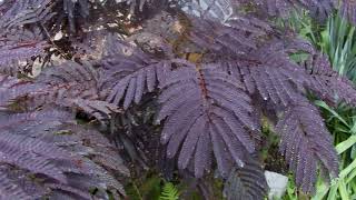 Albizia julibrissin Summer chocolate [upl. by Kathi]