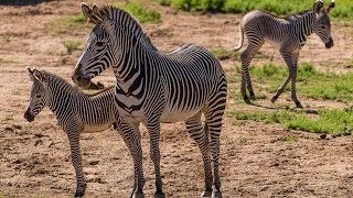 Two Grevy’s Zebra Births Add to Endangered Population [upl. by Harlen946]