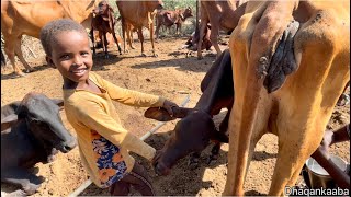 Normal LIFE of Somalia countryside nolasha caadigaa ee baadiyaha somaliya jowhar [upl. by Ezitram626]