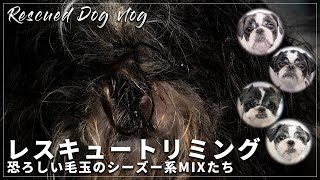 【保護犬vlog】レスキュートリミング・2年以上ぶり酷い毛玉のシーズー系ミックス rescue dog grooming [upl. by Niltiak]