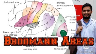 Functional areas of Cerebrum Brodmann area in Bangla Super simplified [upl. by Ire529]