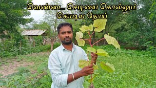 இந்த நோய் வந்துட்டா உங்க செடி அவளவுதான் gardeningtamil [upl. by Clea673]