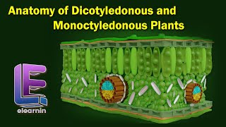 Anatomy of Dicotyledonous and Monoctyledonous  Anatomy of Flowering Plants  Class 11 Biology [upl. by Noma]