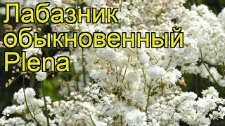 Лабазник обыкновенный Плена Краткий обзор описание характеристик filipendula vulgaris Plena [upl. by Britta]