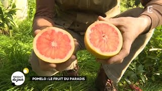 Pomelo  le fruit du paradis [upl. by Amargo291]