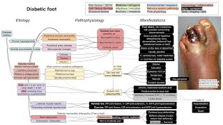 Diabetic foot mechanism of disease [upl. by Haleehs]