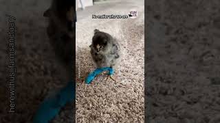 This Tiny Chick Was Almost Killed 😰 [upl. by Ijat]