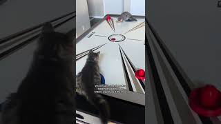 Kittyos playing some air hockey to prvnci on a Saturday morning [upl. by Nednyl573]