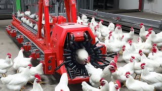 Modern Chicks Hatchery amp Farming Technology  Chicken Harvest amp Transport  Poultry Processing Line [upl. by Emyaj]