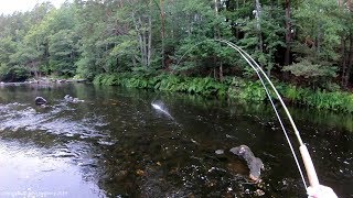 Fly fishing moments from the Mörrum River 2018 Part 1  All Time LOW [upl. by Stevana]