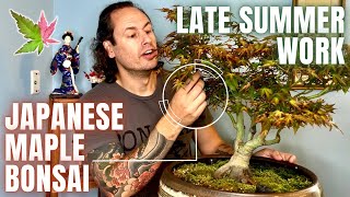 Japanese Maple Bonsai Defoliation amp Prune [upl. by Maffei16]